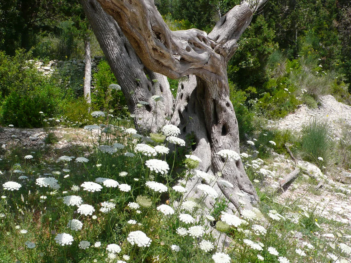 12 Best Things to Do on Paxos, Greece in 2026